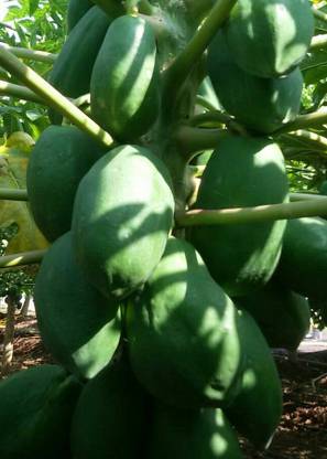 Green World Red lady 786 papaya 200 seed taiwan Seed