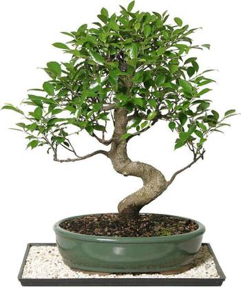 The Bonsai Plants Ficus Plant