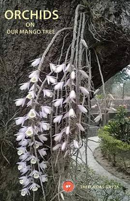Orchids on Our Mango Tree