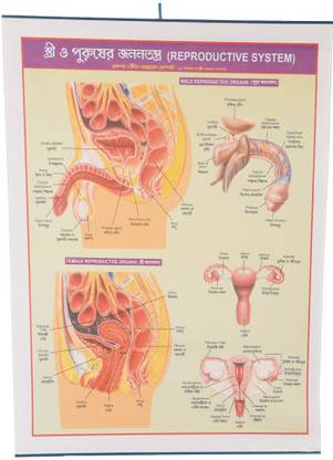 CRAFTWAFT'S REPRODUCTIVE SYSTEM ROLLING CHART (24X20INCH) Photographic Paper