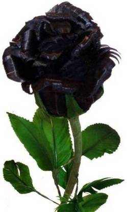 VS GLOBAL BLACK rose plant flower 10 per packet Seed