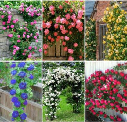 ROSEMERC imported veriety climbing rose 100 seeds Seed
