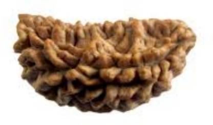 Durga gems Ek Mukhi Rudraksha / One Face Rudraksha / 1 Mukhi Rudraksh With Lab Certificate 100% Original Rudraksha Natural Wood
