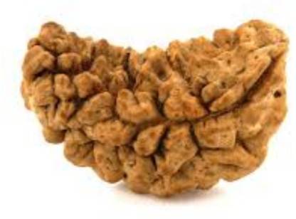 Durga gems Ek Mukhi Rudraksha / One Face Rudraksha / 1 Mukhi Rudraksh With Lab Certificate 100% Original Rudraksha Natural Wood Pendant