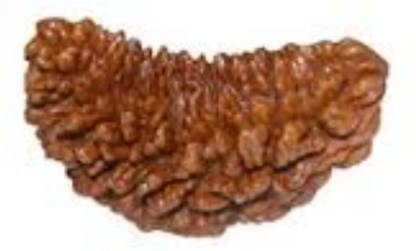 Durga gems Ek Mukhi Rudraksha / One Face Rudraksha / 1 Mukhi Rudraksh With Lab Certificate 100% Original Rudraksha Natural Wood