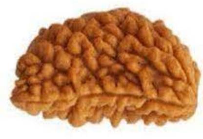 दुर्गा जेम्स Ek Mukhi Rudraksha / One Face Rudraksha / 1 Mukhi Rudraksh With Lab Certificate 100% Original Rudraksha Natural लकड़ी