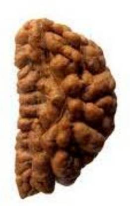 दुर्गा जेम्स Ek Mukhi Rudraksha / One Face Rudraksha / 1 Mukhi Rudraksh With Lab Certificate 100% Original Rudraksha Natural लकड़ी पेंडेंट