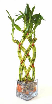 The Bonsai Plants Two Layer Bamboo Plant