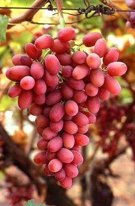 Trothic Gardens Exotic Grape Plant Red Flame Seedless Grape plant 1 Healthy Vine Cutting Plant on Poly Bag Seed