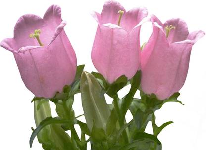 Futaba Campanula Flower Pink - 100 Pcs Seed