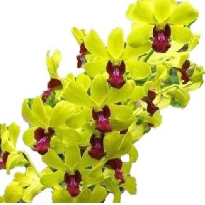 BBBLOOMS DENDROBIUM SEEDLING Yellow Red Lip, Yellow Red Lip Seed