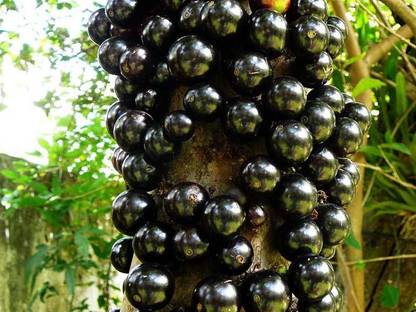 Trothic Gardens Rare Exotic Tropical fruit Jabuticaba Plinia cauliflora Brazilian Grapetree Plant Seed