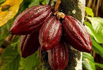 Trothic Gardens Rare Chocolate Theobroma Cacao Cocoa Plant Seed