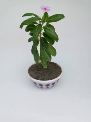 durja Nayantara Tree