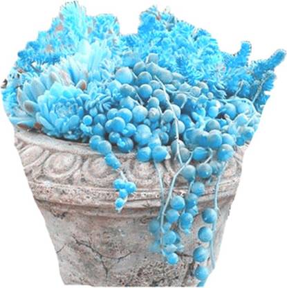 Futaba Rare Blue Round Pearl Chlorophytum - 100 Pcs Seed