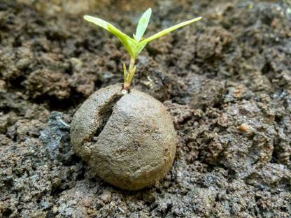 star quick links HUMAN BIRDS SEED BALLS NEEM PACK(40) Seed