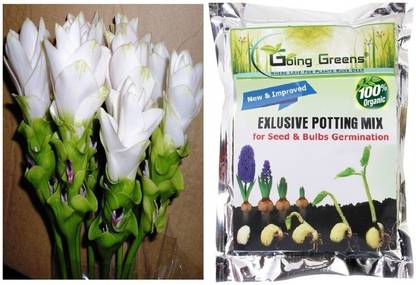 Going Greens Combo of Corcuma Flower Bulbs White (Pack of 5) with Potting Mix for Seeds & Bulbs Germination 800 Grams Seed