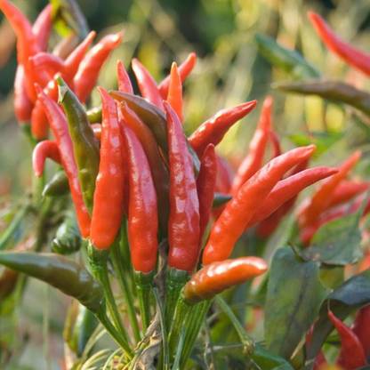 Green World PUSA SADABAHAR CHILLI / MIRCH SEEDS (10 GRAMS SEEDS) Seed