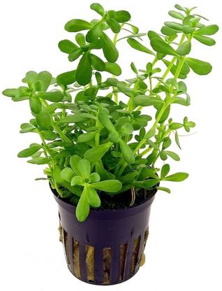 Vamsha Nature Care Bacopa Monnieri