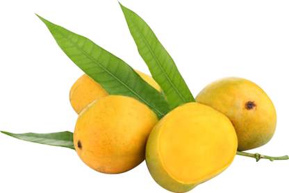 Mango Alphonso Ratnagiri