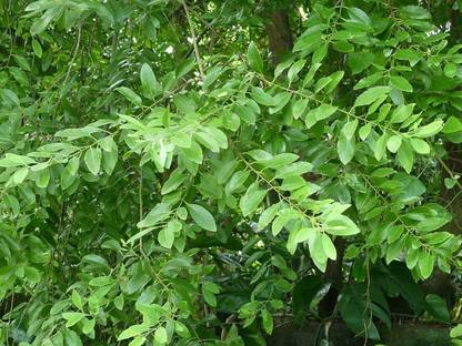Vamsha Nature Care Live White Sandalwood / Safed Chandan Plant – Precious Tree Can Grow in Almost Any Part Of India