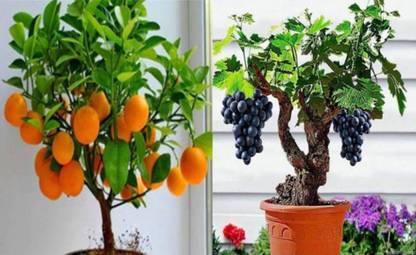 VS GLOBAL imported bonsai orange and bonsai grape vine tree (15 each ) 30 Seed