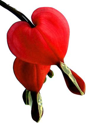 Futaba Dicentra Spectabilis Heart Shaped Flower-Deep Red - 100 Pcs Seed