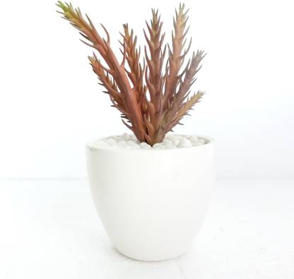 Pebble Concepts Artificial succulent in ceramic planter Bonsai Wild Artificial Plant  with Pot