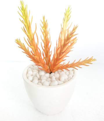 Pebble Concepts Artificial succulent in ceramic planter Bonsai Wild Artificial Plant  with Pot