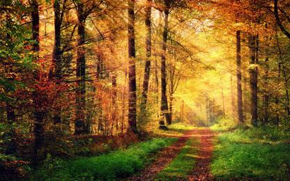 beautifull forest scene |Wall Poster Sticker|Motivational Poster|Funky Poster|Posters for Life|Inspirational Posters|All time poster|posters for life|Home Décor Posters|HD Print Paper Print