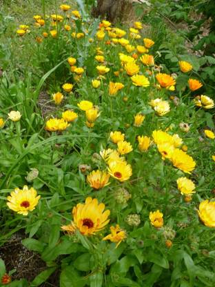 Green World CALENDULA OFFICINALIS MIX ( 200 SEEDS ) Seed