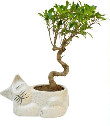 The Bonsai Plants Ficus Plant