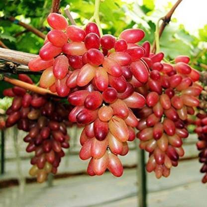 NSKON Imported Bonsai Red Grape Plant Seed