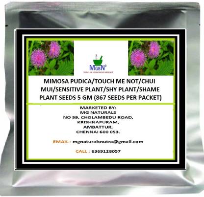 MGBN MIMOSA PUDICA/TOUCH ME NOT/CHUI MUI/SENSITIVE PLANT/SHY PLANT/SHAME PLANT SEEDS 5 GM Seed