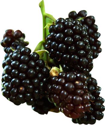 Futaba Rare Black Raspberry - 50 Pcs Seed