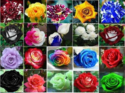 VS GLOBAL imported veriety mix colour roses seed ( 200 per packet ) Seed