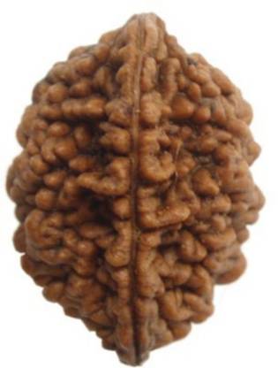 RUDRA DIVINE 2 mukhi rudraksha original with certified / 2 face Wood