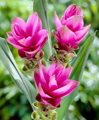 Going Greens Corcuma Flower Bulbs Purple (Pack of 5) Seed