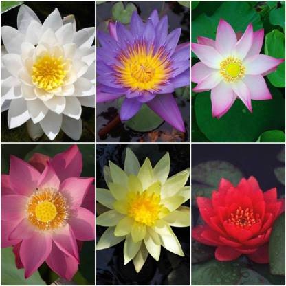 ROSEMERC 6 COLOUR LOTUS SEEDS (30 PER PACKET) Seed