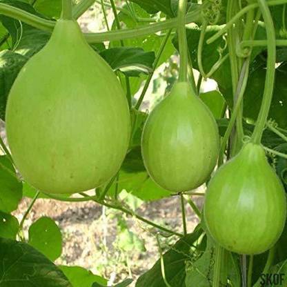 VibeX Bottle Gourd Seed