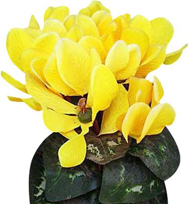 Futaba Cyclamen Flower -Yellow -100 Seeds Seed