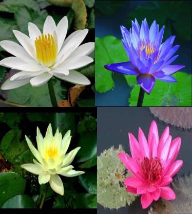 VS GLOBAL 4 VERIETY white,blue,yellow,red lotus (each 5 ) 20 Seed