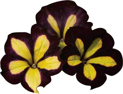 Futaba Petunia Kabloom Calibrachoa - Chocolate and yellow - 20 Pcs Seed