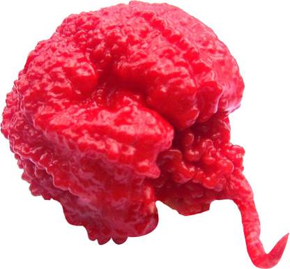 Futaba Red 'Carolina Reaper' Pepper - 50 Pcs Seed