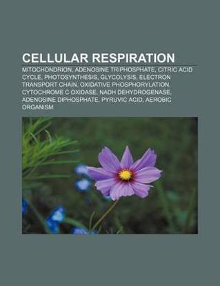 Cellular Respiration