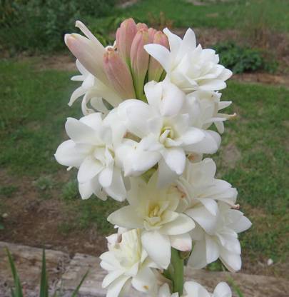 Variety House Tuberose Bulb, Rajnugandha Bulb, Bulb Seed Seed