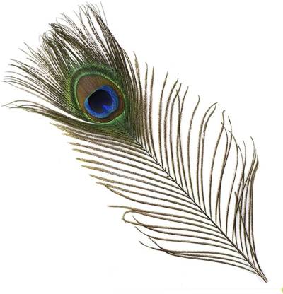AB WORLD CLASS Pack of 10 Decorative Feathers