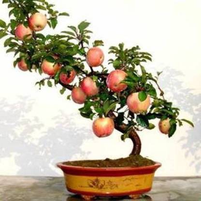 ROSEMERC BONSAI IMPORTED FUJI APPLE SEEDS (25 PACK) Seed