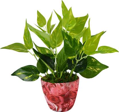 RMSSM Money Plant in Texture Artificial Plant  with Pot