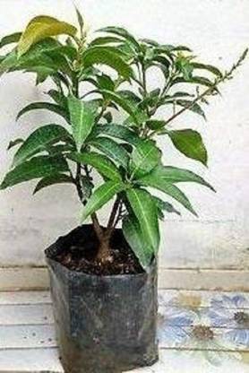 Universal Nursery Mango Plant